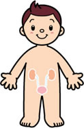 小児科-腎臓